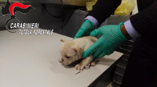 Forestali trovano morto “chihuahua”, ma salvano altri 15 cani lasciati tra gli escrementi